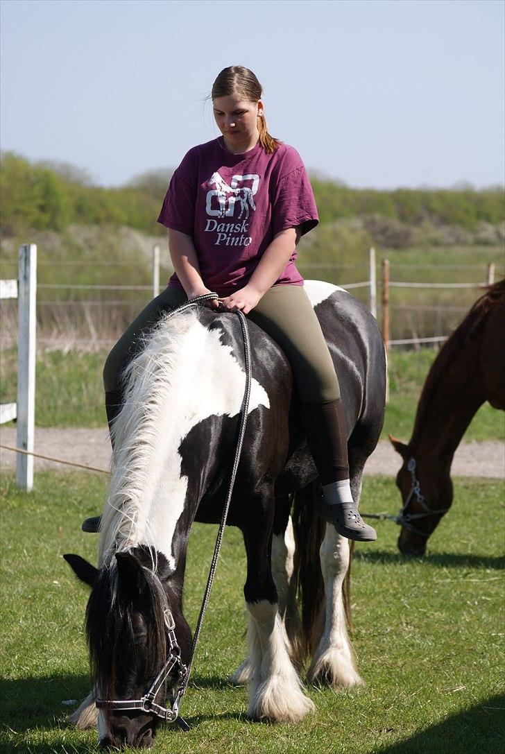 Irish Cob Mischa billede 5
