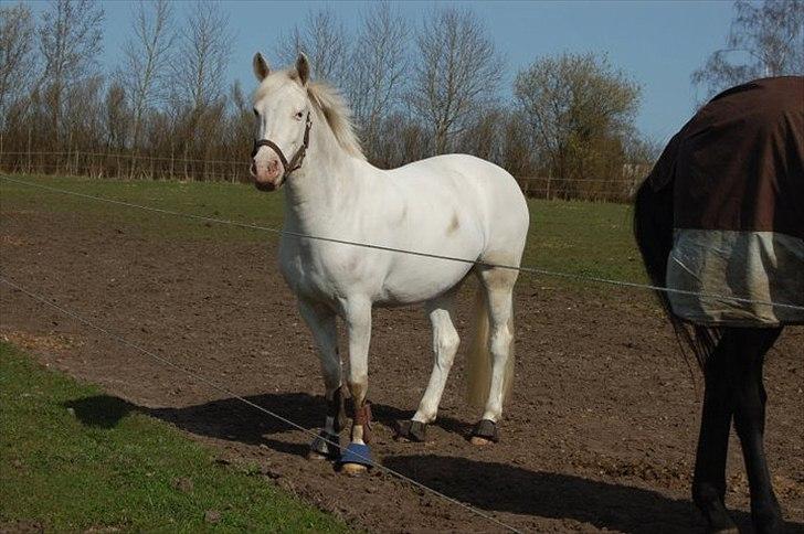 Connemara Mosedals Snowflake - Bøh på fold. billede 15