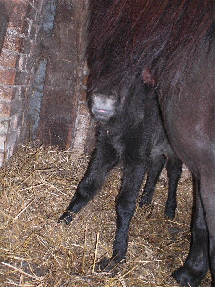 Shetlænder Endemoselunds Milton - Haha, mischa gik lige ind foran så hendes hår fik han lige i hovedet :) billede 4
