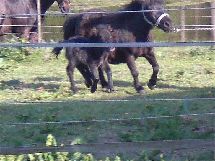 Shetlænder Endemoselunds Milton billede 5