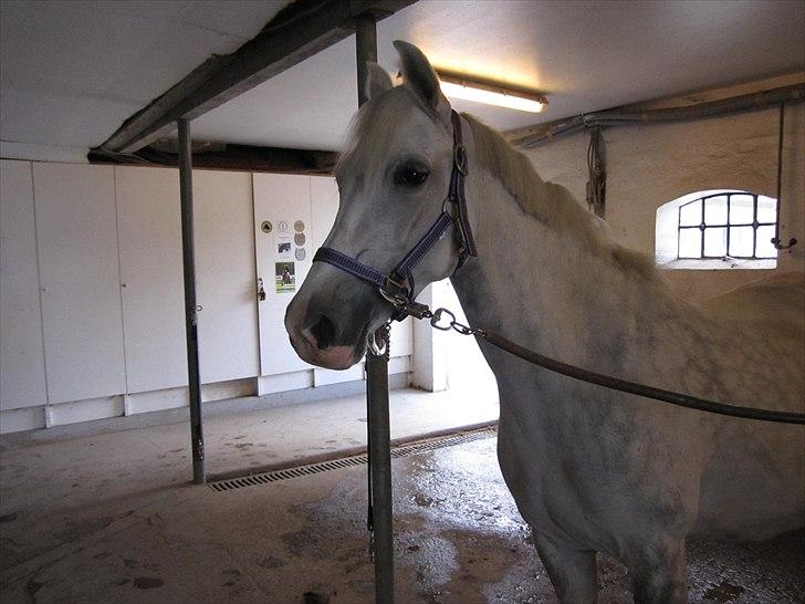 DSP Siska Bredager - 1 maj 2011. Første dag i stalden <3 billede 2