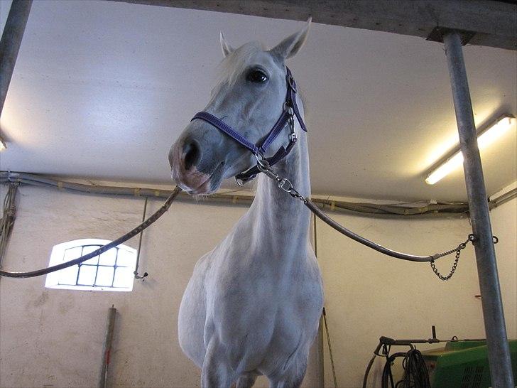 DSP Siska Bredager - 1 maj 2011. Første dag i stalden! <3 billede 3