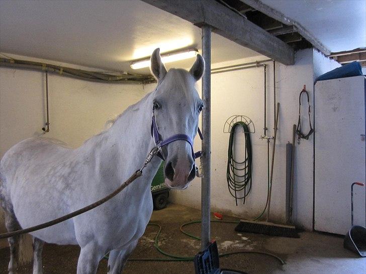 DSP Siska Bredager - 1 maj 2011. Første dag i stalden. <3 billede 4