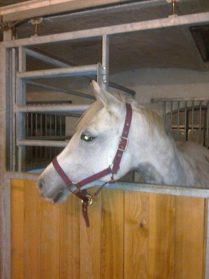 DSP Siska Bredager - Jeg er glad for at jeg ikke opgav dig Siska, for hvis jeg gjorde det, så ville jeg ikke være så glad for dig nu! :D billede 6