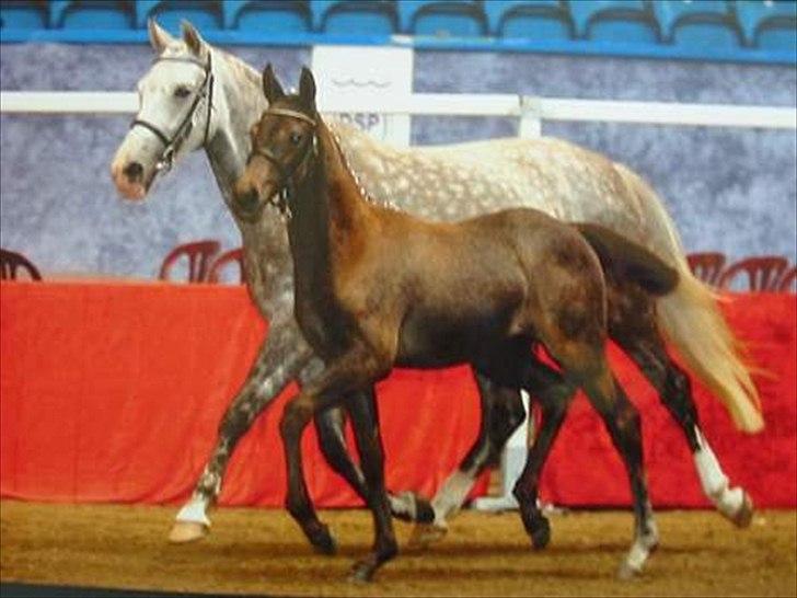 DSP Siska Bredager - Siska Bredager, og hendes føl <3 billede 7