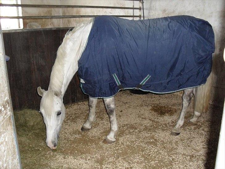 DSP Siska Bredager - 1 maj 2011. Hendes nye boks! <3 billede 8