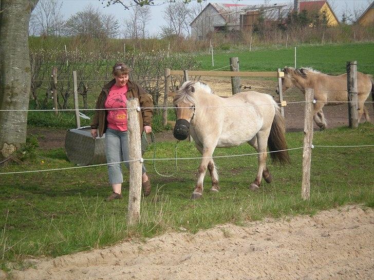 Fjordhest Hedegaards Cesillie  - Jeg er stadig hjemme hvor det er bedst at være, trods jeg går med mundkurv da de siger jeg spiser for meget.. billede 13