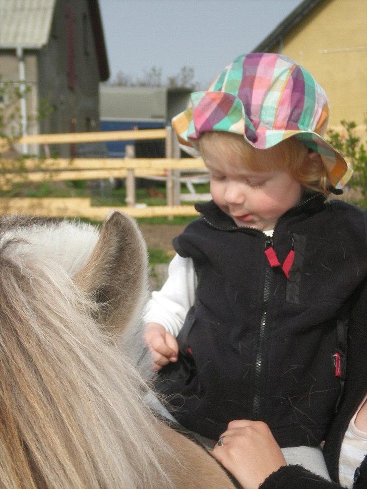 Fjordhest Hedegaards Cesillie  - Det mærker lidt mærkeligt.. billede 15