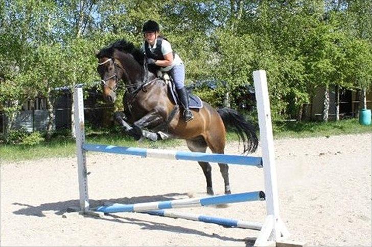 Hollandsk Varmblod Valco - springtræning 1. maj billede 16