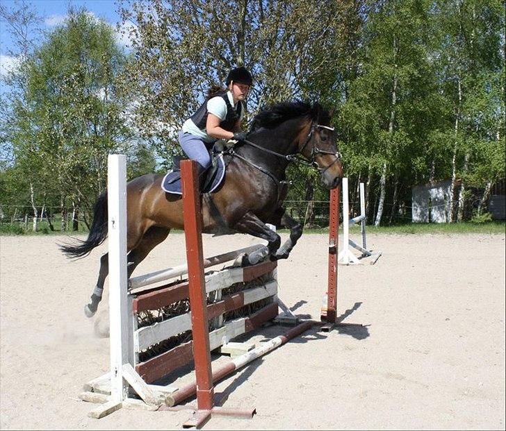 Hollandsk Varmblod Valco - springtræning 1. maj billede 17