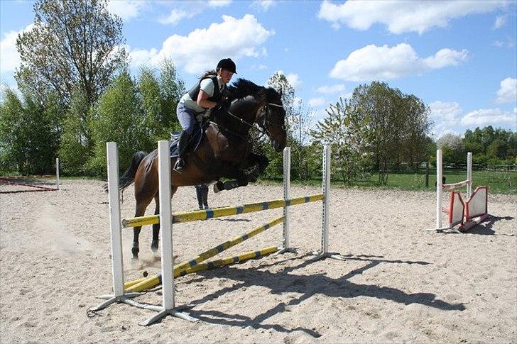 Hollandsk Varmblod Valco - springtræning 1. maj billede 18
