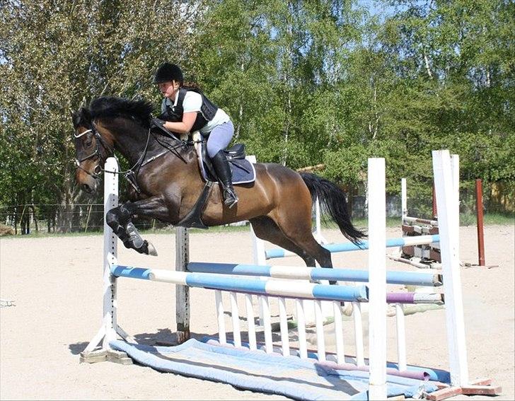 Hollandsk Varmblod Valco - springtræning 1. maj billede 19