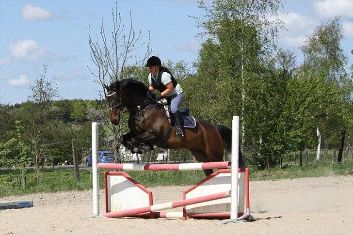 Hollandsk Varmblod Valco - springtræning 1. maj billede 20