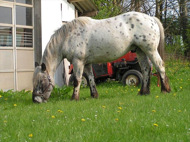 Noriker needles  billede 19