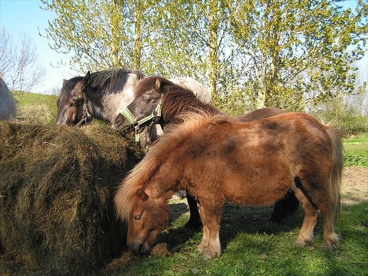 Anden særlig race L.U.F.E.H billede 17