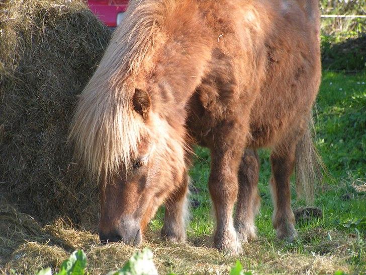 Anden særlig race L.U.F.E.H billede 18