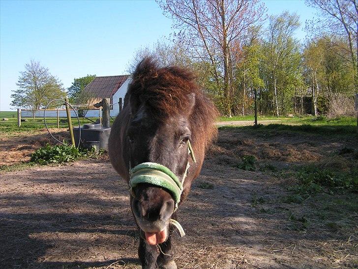 Anden særlig race stella aka madam :D billede 17