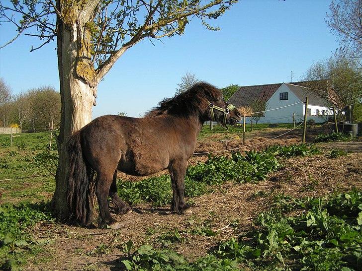 Anden særlig race stella aka madam :D billede 18