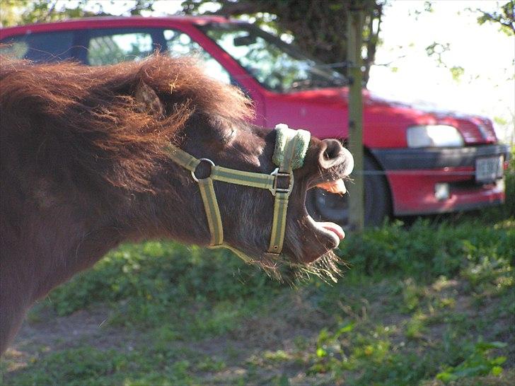 Anden særlig race stella aka madam :D billede 19
