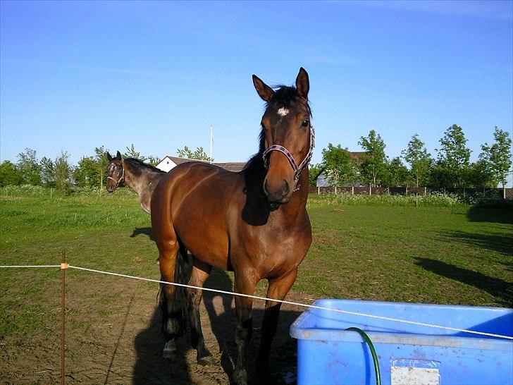 Dansk Varmblod lundbæks malou *solgt* - sommer 2010 billede 5