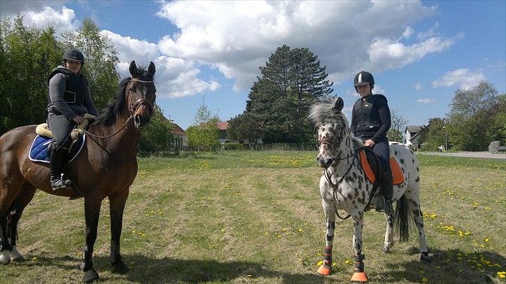 Dansk Varmblod Fuglesangsgårds domain - En tur i skoven, med bølle og Katrine :-) billede 9