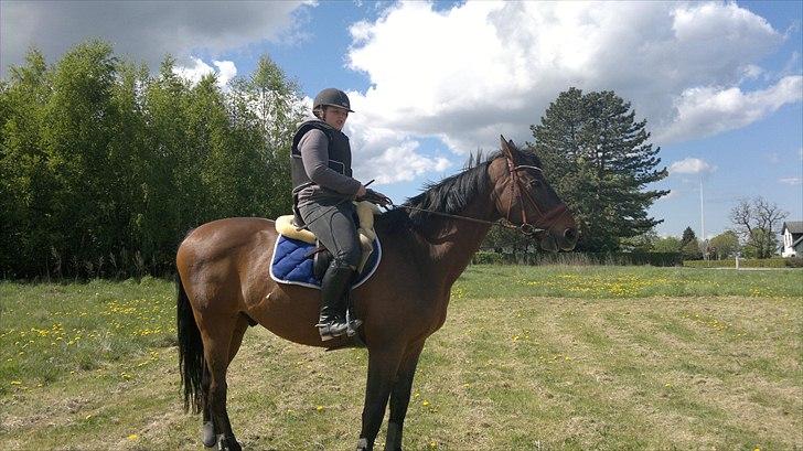 Dansk Varmblod Fuglesangsgårds domain - Vågn op, makker :b billede 10