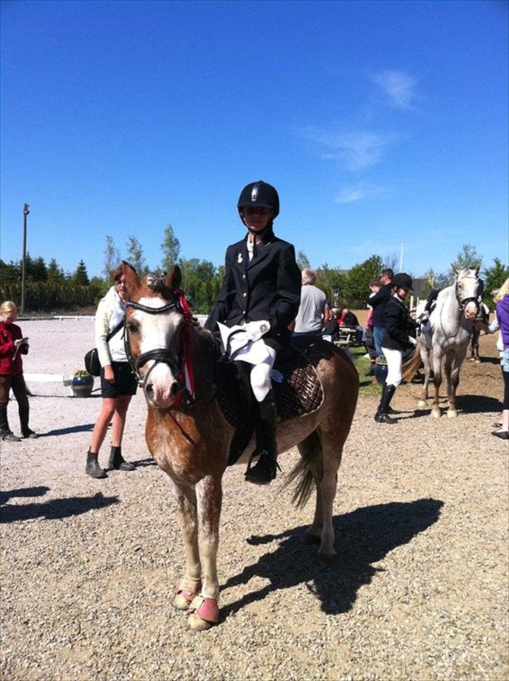 Welsh Pony (sec B) Teggi (SOLGT) - førsteplads i dressur LC1 vi vandt med 55,83% mor er stolt af mig billede 7