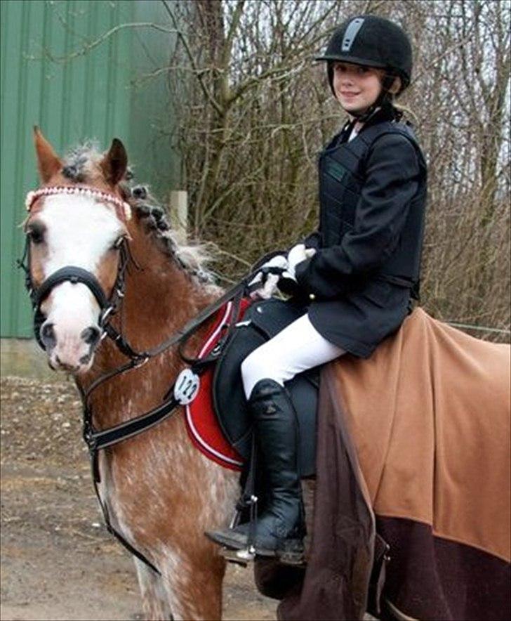 Welsh Pony (sec B) Teggi (SOLGT) - jeg har lige været i på banen i LB  billede 1