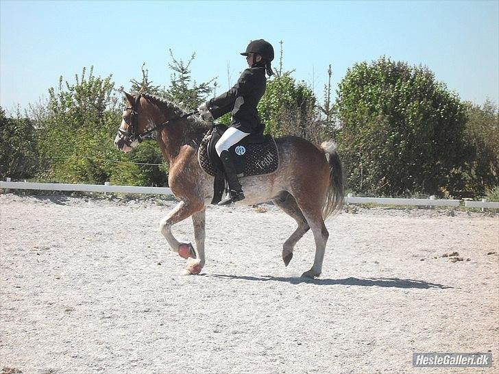Welsh Pony (sec B) Teggi (SOLGT) - mig og mor i LD1 dressur vi red til 60% men vi fik ikke nogen flot roset men vi blev først uplacetet:) billede 11