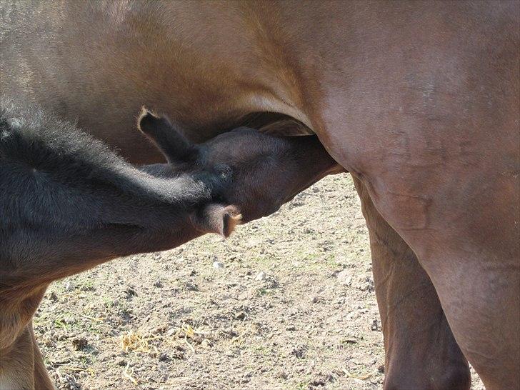 Dansk Varmblod Rockzanne Lox - Godt med en tår at drikke. billede 3