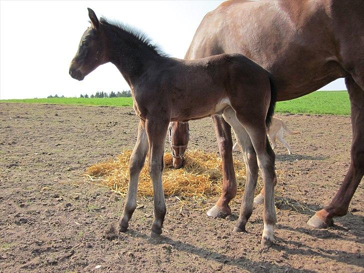 Dansk Varmblod Rockzanne Lox billede 4