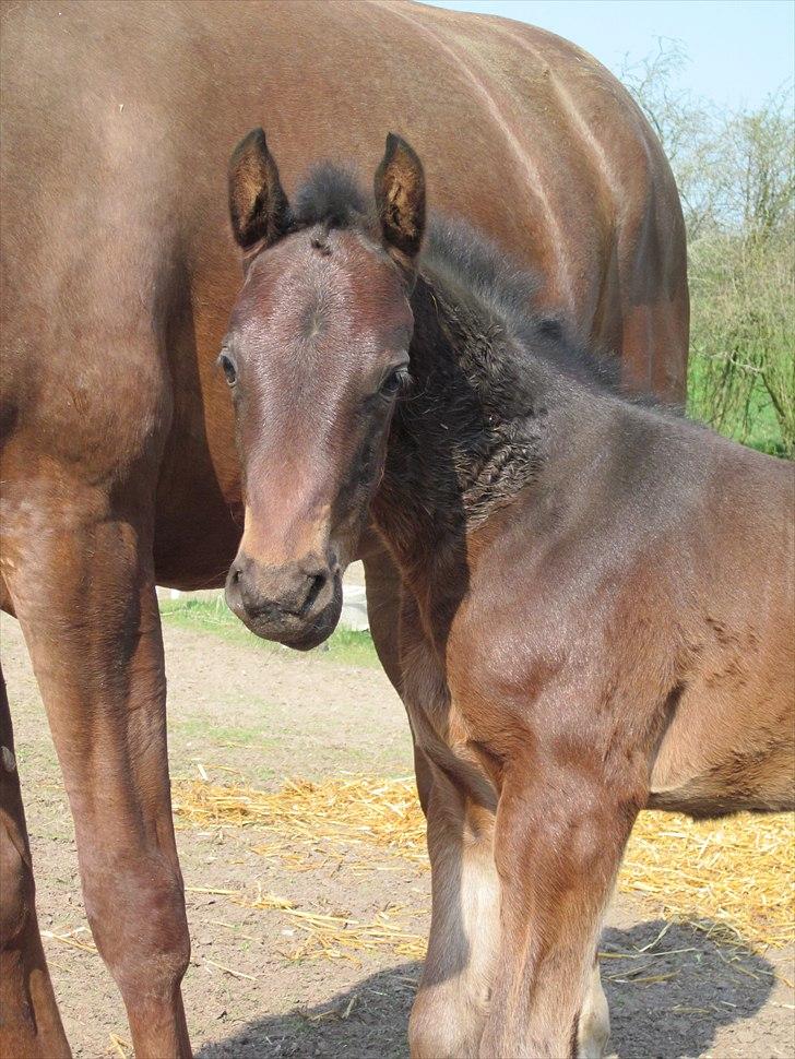 Dansk Varmblod Rockzanne Lox billede 5