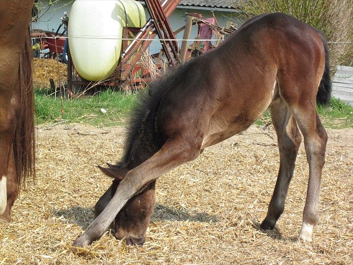 Dansk Varmblod Rockzanne Lox billede 6