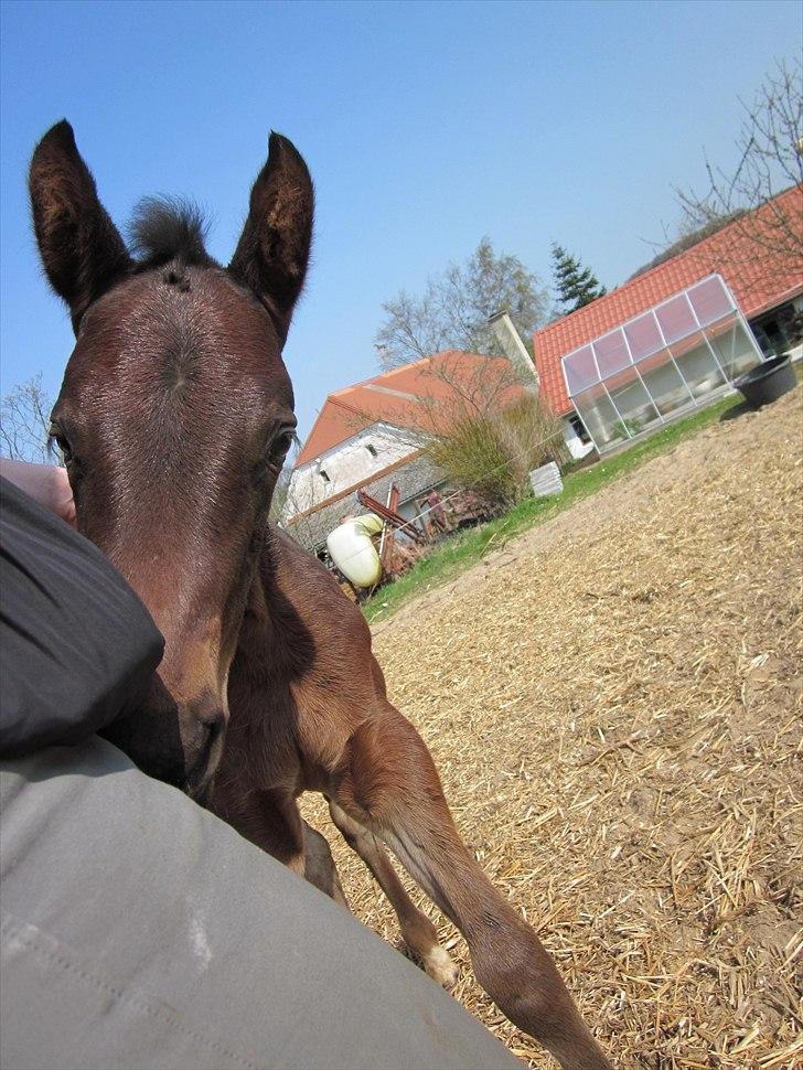 Dansk Varmblod Rockzanne Lox billede 7