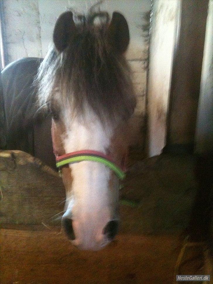 Welsh Pony (sec B) Teggi (SOLGT) - jeg vil også se hvad der sker det kunne jo være mad ik billede 10