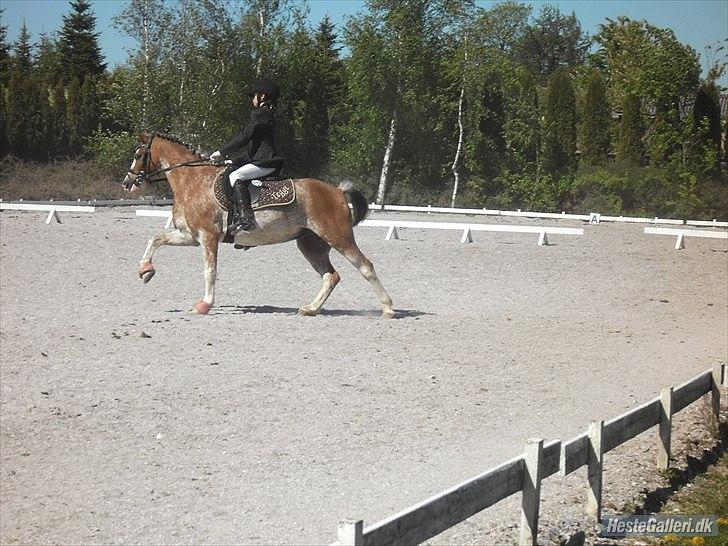 Welsh Pony (sec B) Teggi (SOLGT) - mig og mor i LC1 dressur tror mor hun er ikke helt sikker men hvis det er så vandt vi klassen:) billede 16