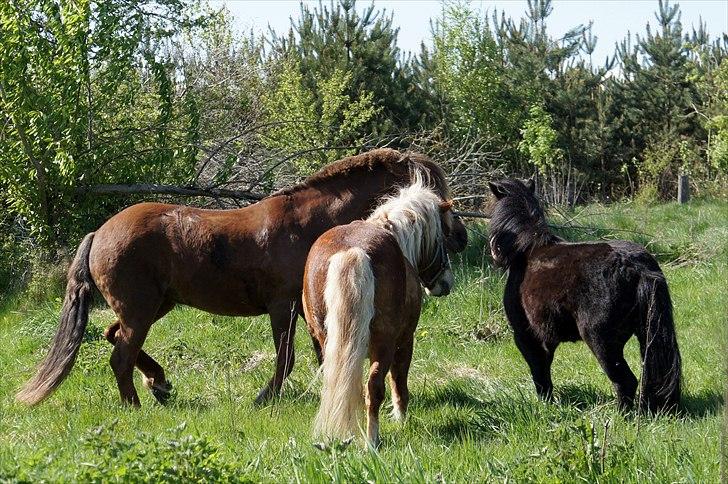 Shetlænder Wednesday <3 (tidligere Mini) - Sammen med en overbeskyttende Flippa og en dameglad Vrinsk billede 15