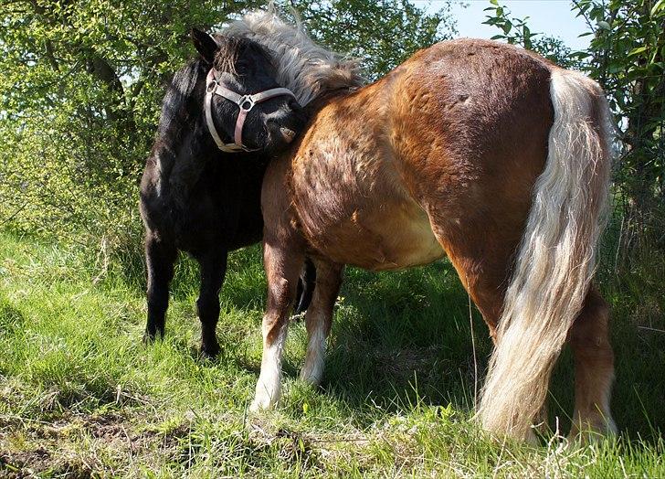 Shetlænder Wednesday <3 (tidligere Mini) - Lad os klø hinanden! billede 16