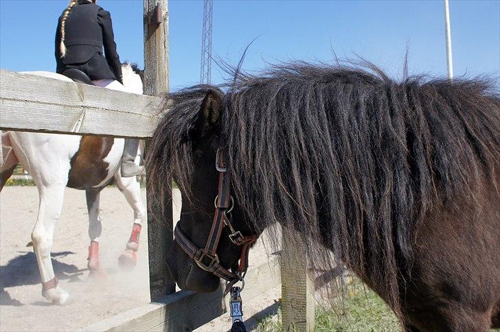 Shetlænder Morticia <3 (tidligere Trunte) - I Harridslev billede 16