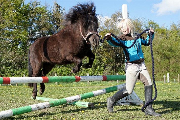Shetlænder Morticia <3 (tidligere Trunte) - Springer med Sally billede 17