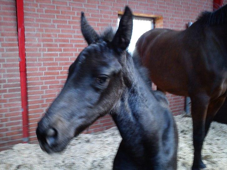 Dansk Varmblod QUEEN OF COOL LADY BS billede 8