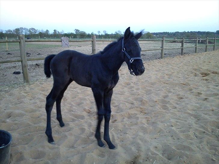 Dansk Varmblod QUEEN OF COOL LADY BS billede 9