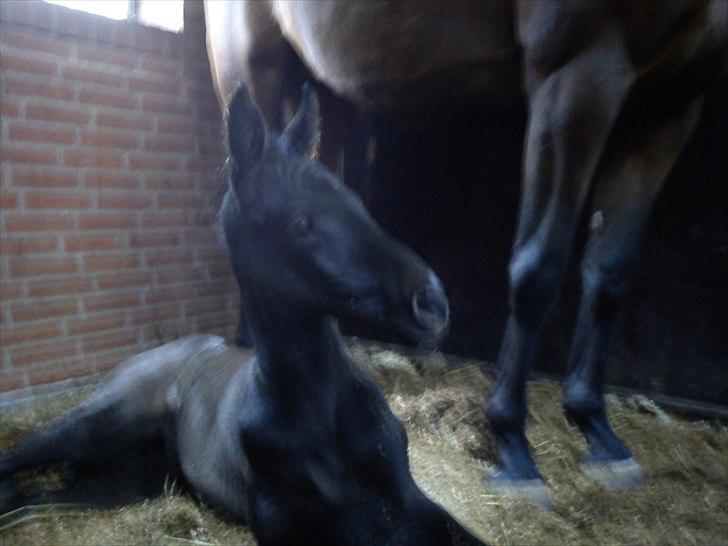 Dansk Varmblod QUEEN OF COOL LADY BS billede 10