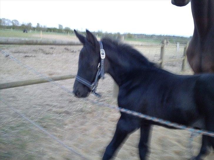 Dansk Varmblod QUEEN OF COOL LADY BS billede 11