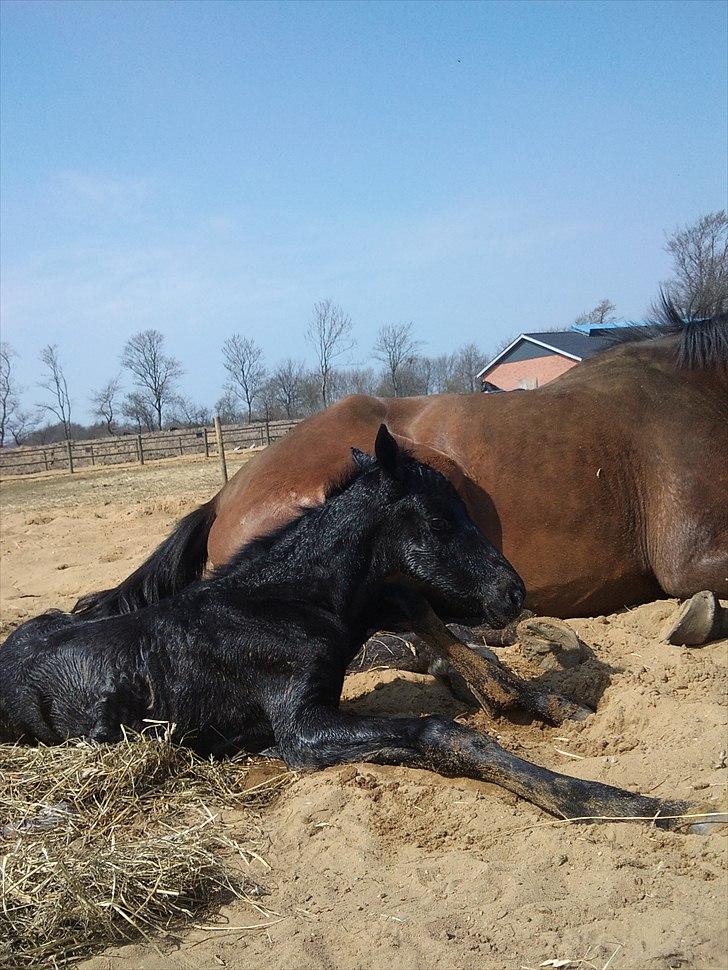 Dansk Varmblod QUEEN OF COOL LADY BS billede 12
