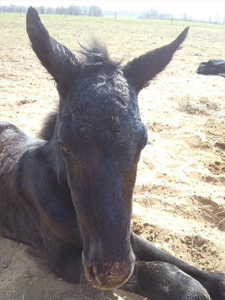 Dansk Varmblod QUEEN OF COOL LADY BS billede 13