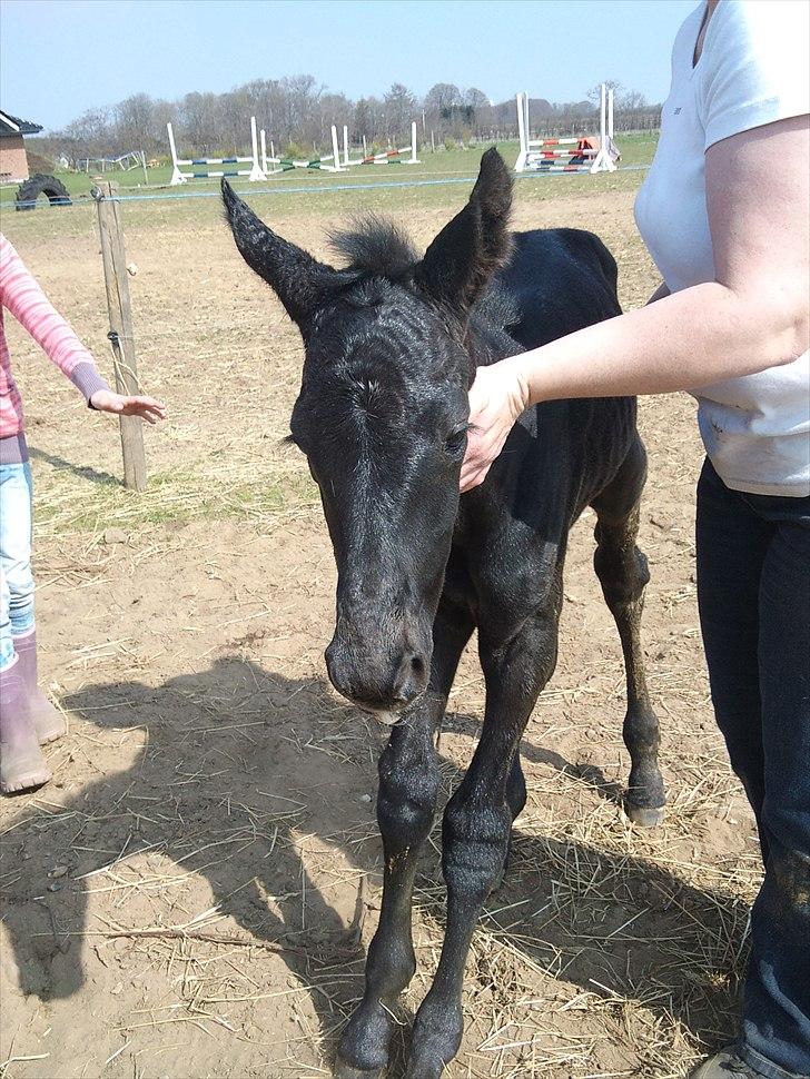 Dansk Varmblod QUEEN OF COOL LADY BS billede 14