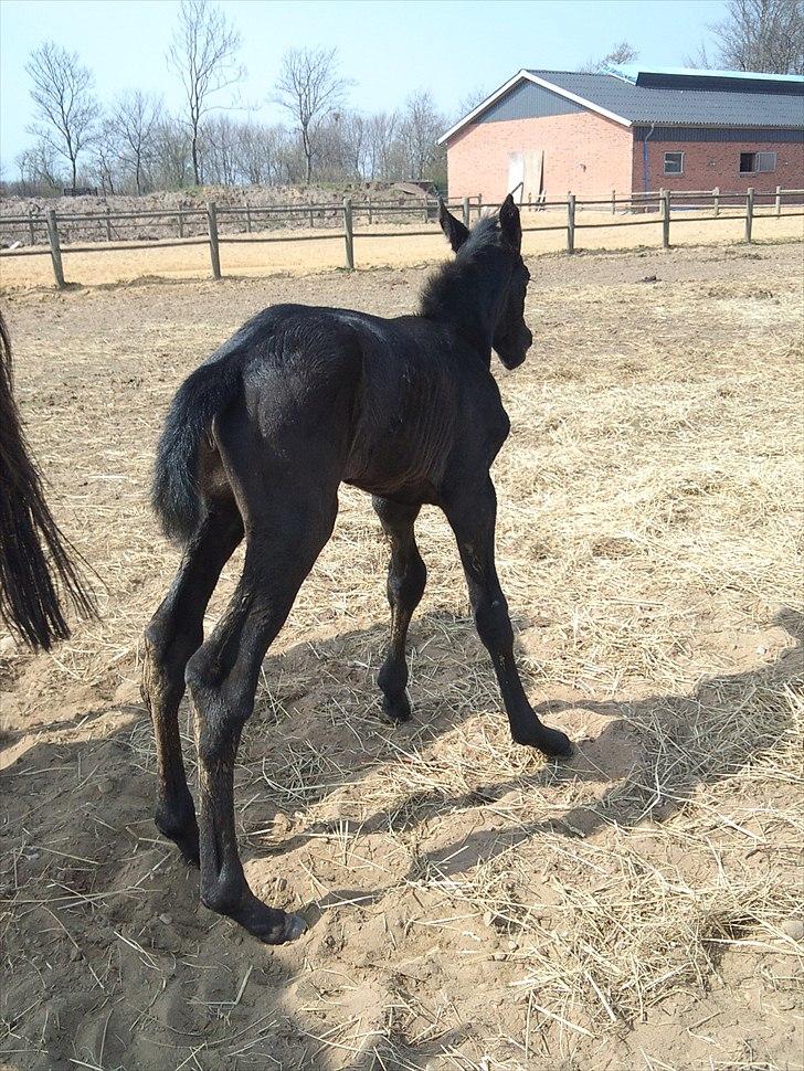Dansk Varmblod QUEEN OF COOL LADY BS billede 16