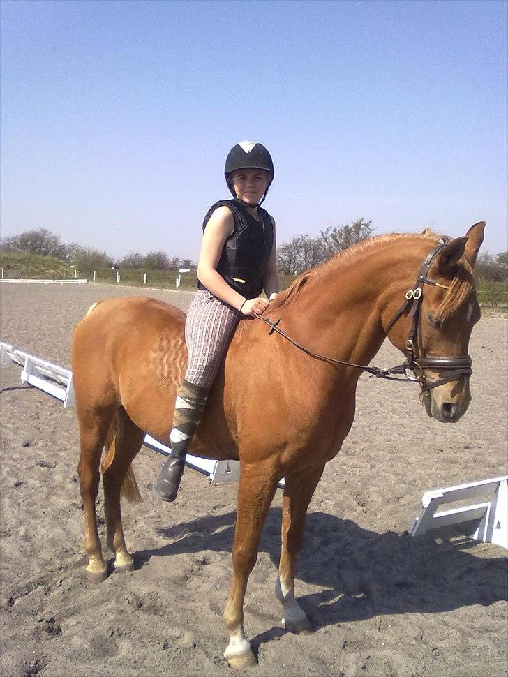 Arabisk fuldblod (OX) Jorik <3 - <3 billede 1