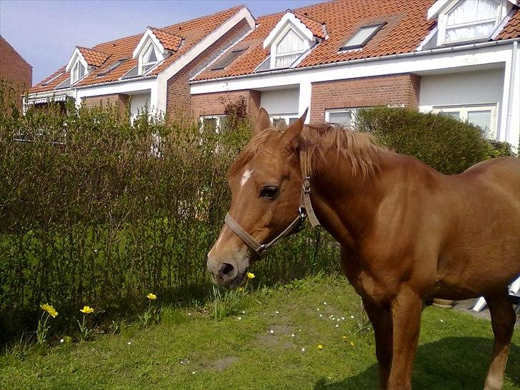 Arabisk fuldblod (OX) Jorik <3 - endnu et billede af jorik i haven :D <3 billede 2